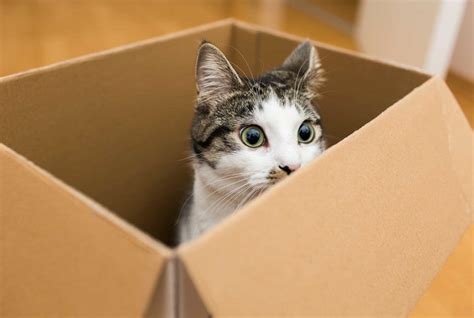 問い合わせメール 返信の返信 - なぜ猫は箱を愛するのか？